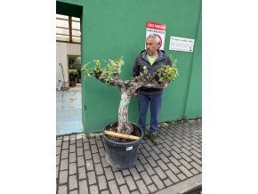 VINNÁ RÉVA 130 cm