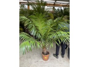 Cycas circinalis, cykas 170 cm