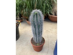 Pachycereus pringlei 65 cm