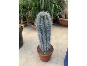 Pachycereus pringlei 90 cm