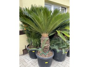 CYCAS REVOLUTA 150 cm