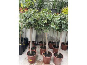 FICUS Panda 120 cm