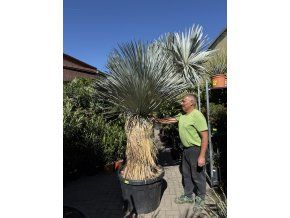 YUCCA ROSTRATA 240 cm