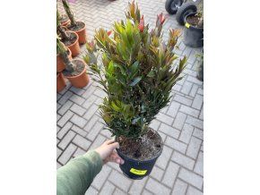 Štětkovec "red rocket" 30 cm keř
