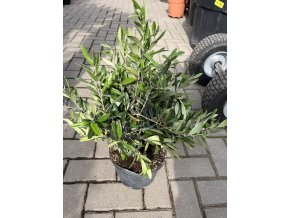 Olea europea - Olivovník, Keřík, 45 cm