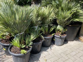 Chamaerops humilis vulcano, 100 cm