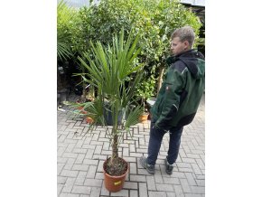 Trachycarpus fortunei, výška 130 cm, kmen 20 cm