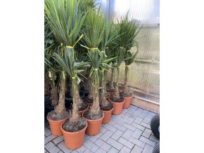 Trachycarpus fortunei, výška 150 cm, kmen 20 cm