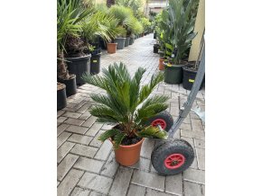 Cycas revoluta 60 cm