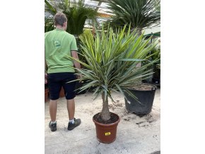 YUCCA PUCK 150 cm.