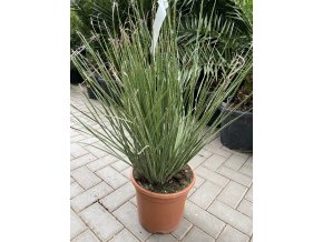 Dasylirion Serratifolium 60 cm.