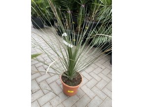 Dasylirion Longissimum 60 cm