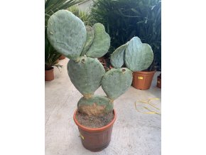 Opuntia vulgaris 80 cm