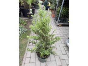 Štětkovec, kalistemon 70 cm keř