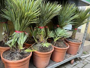 Chamaerops humilis, Žumara 60 cm