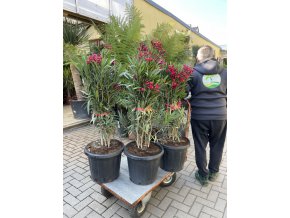 Nerium Oleander 130 cm