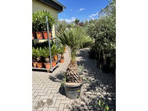 Chamaerops humilis Cerifera, Modrá trpasličí palma 120 cm