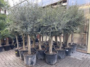 Olea europea - Olivovník 160 cm +