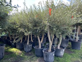 Olea europea - Olivovník 160 cm +