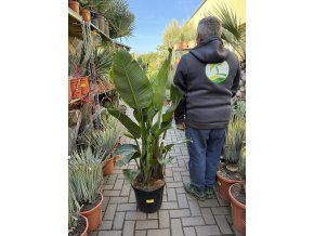Strelitzia augusta, původ Španělsko 150 cm
