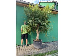 Punica granatum, granátové jablko 250 cm