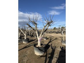 FICUS CARICA, FÍKOVNÍK. 250 CM