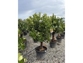 Pomerančovník,  160 cm