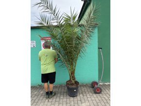 Phoenix canariensis, Datlová palma, 230 cm