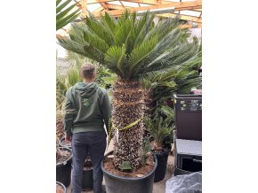 CYCAS REVOLUTA 210 cm