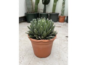 AGAVE VICTORIA REGINAE 15cm