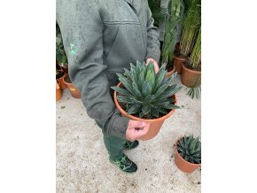 aloe agave-vel kezeljük a visszérbetegségeket)