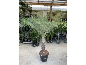 Phoenix roebelenii, Trpasličí datlová palma  160 cm