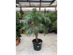 Phoenix roebelenii, Trpasličí datlová palma  160 cm
