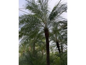 PHOENIX ROEBELENII, TRPASLIČÍ DATLOVÁ PALMA 300 CM