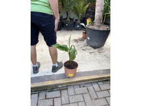 Banánovník musa basjoo, 50 cm