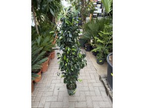 Ficus Benjamina , benjamín, stromek 120 cm