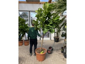 Ficus lyrata, stromek, 220 cm