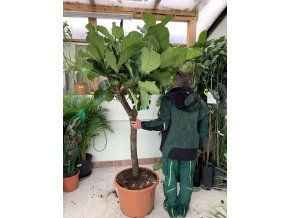 Ficus lyrata, stromek, 200 cm