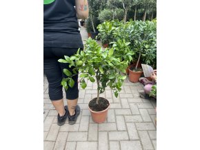 Grepovník, citrus paradisi 70 cm