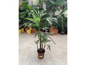RHAPIS EXCELSA, 70 CM