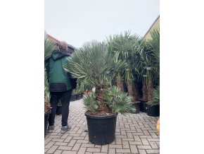 Chamaerops humilis vulcano, 160 cm