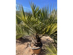 JUBAEA CHILENSIS, CHILSKÁ PALMA  160 cm
