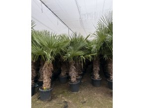 TRACHYCARPUS FORTUNEI, výška 200 cm, kmen 85 cm