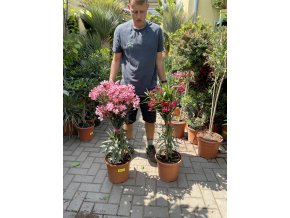 Nerium Oleander - Oleandr 90 cm +