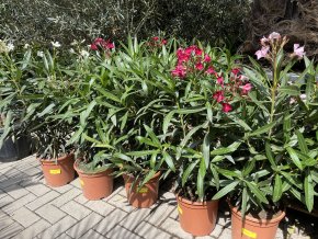 Nerium Oleander - Oleandr 65 cm +