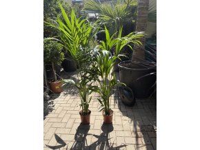 Howea Forsteriana  120 cm