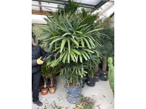 Rhapis excelsa 190 cm