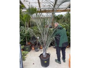Dypsis decaryi, 180 cm
