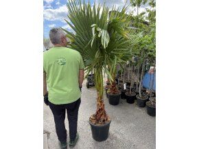 WASHINGTONIA ROBUSTA 180 CM