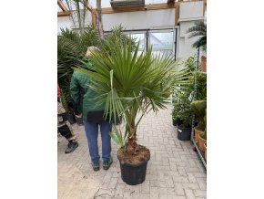 WASHINGTONIA ROBUSTA 160 CM